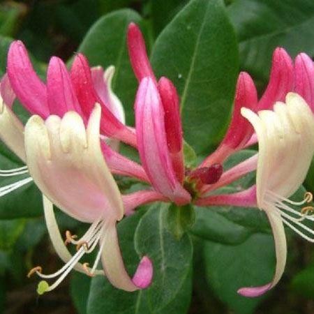 Honeysuckle Absolute Oils